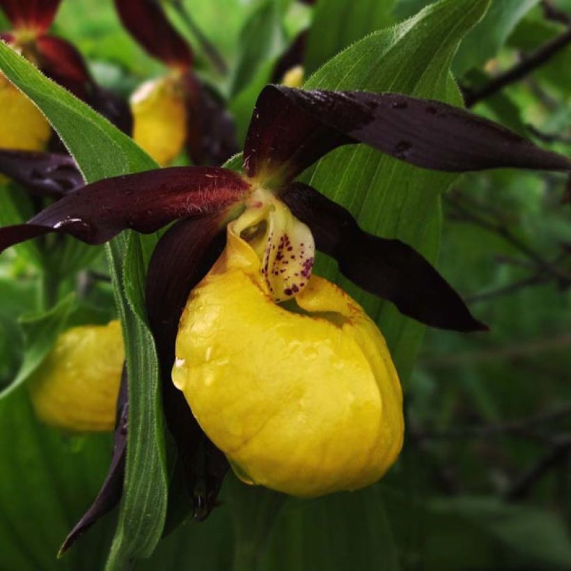 Cypripedium calceolus - Pianelle della Madonna (Flowering)