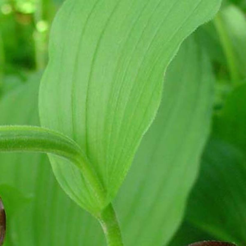 Cypripedium calceolus - Pianelle della Madonna (Foliage)