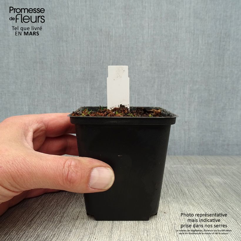 Cypripedium flavum Vasetto da 8/9 cm esemplare consegnato in primavera