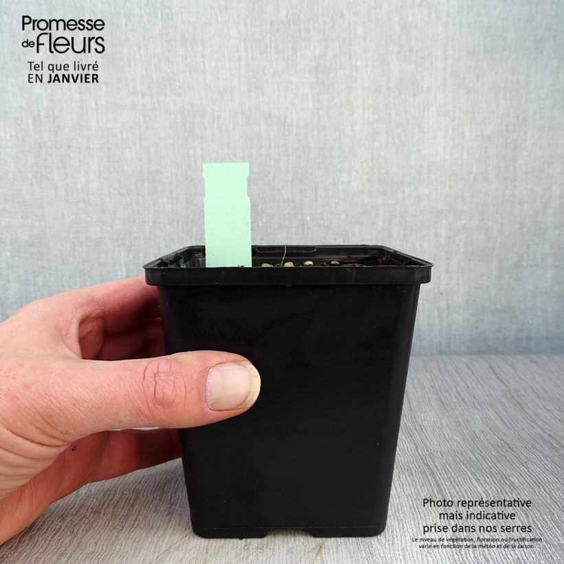 Cypripedium kentuckiense Vaso da 1L/1,5L esemplare consegnato in inverno