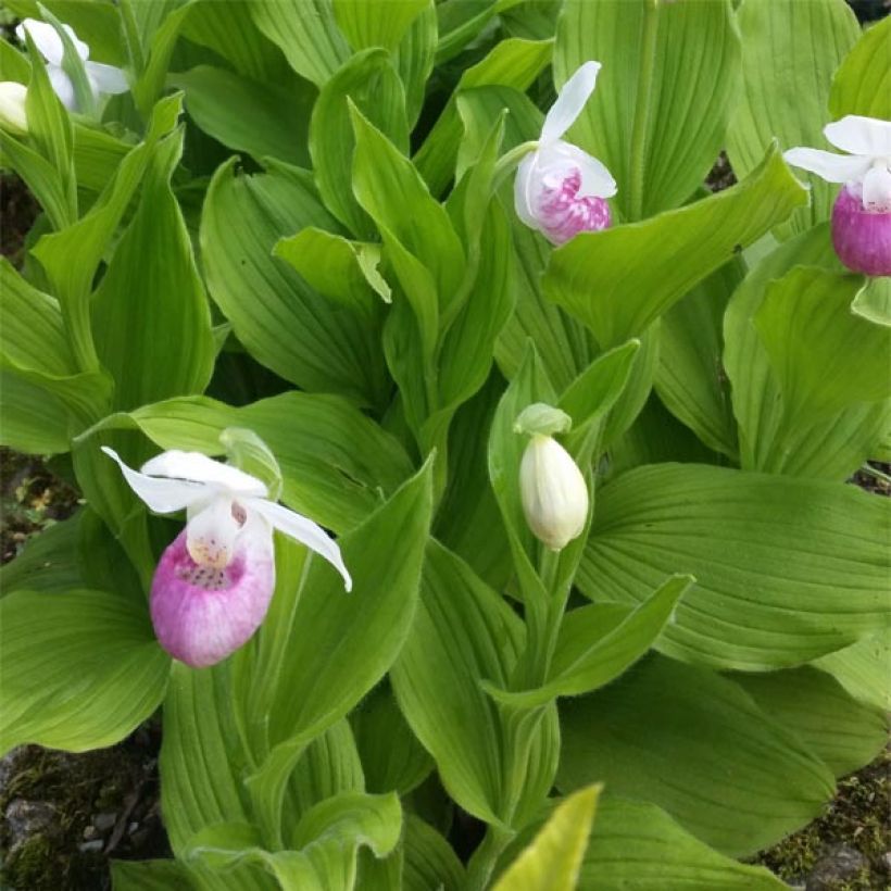 Cypripedium reginae (Fogliame)