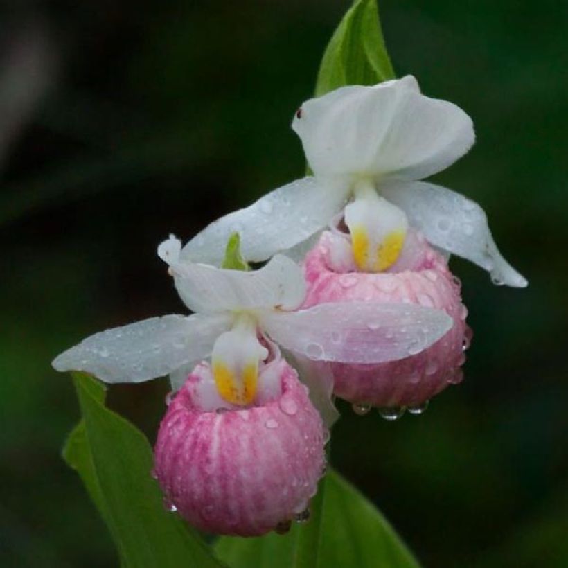 Cypripedium reginae (Fioritura)
