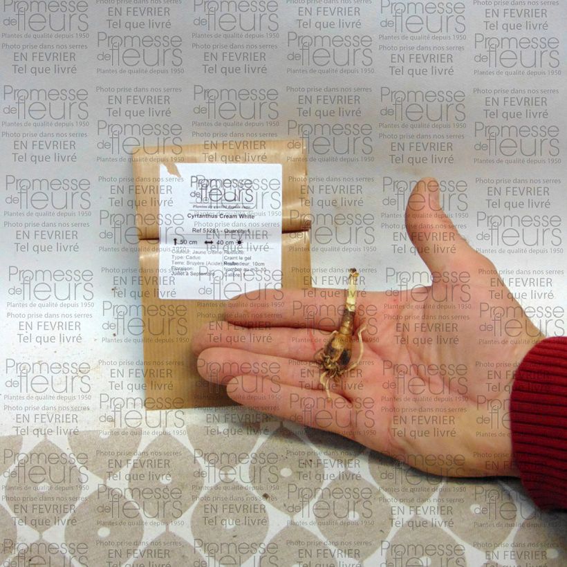 Esempio di esemplare Cyrtanthus mackenii Cream White Bulbo taglia 10+ come consegnato