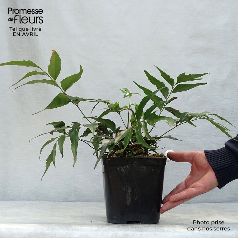 Example of Cyrtomium devexiscapulae Vaso da 2L/3L as you get in printemps