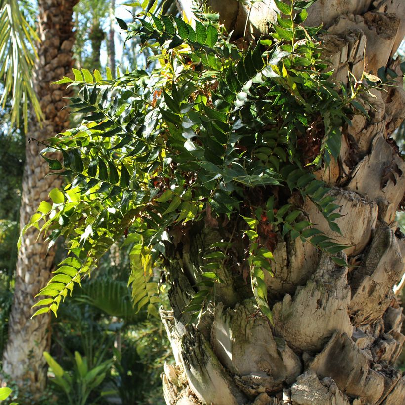 Cyrtomium falcatum - Felce falcata (Porto)