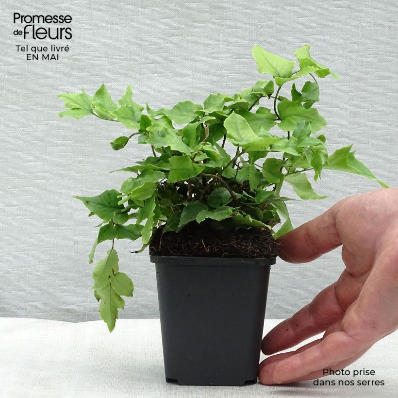 Cyrtomium fortunei Vasetto da 8/9 cm esemplare consegnato in primavera