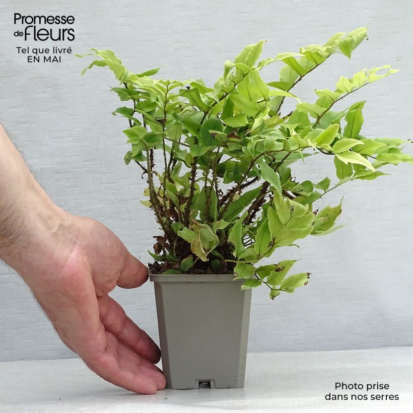 Example of Cyrtomium fortunei var. clivicola Vasetto da 8/9 cm as you get in printemps