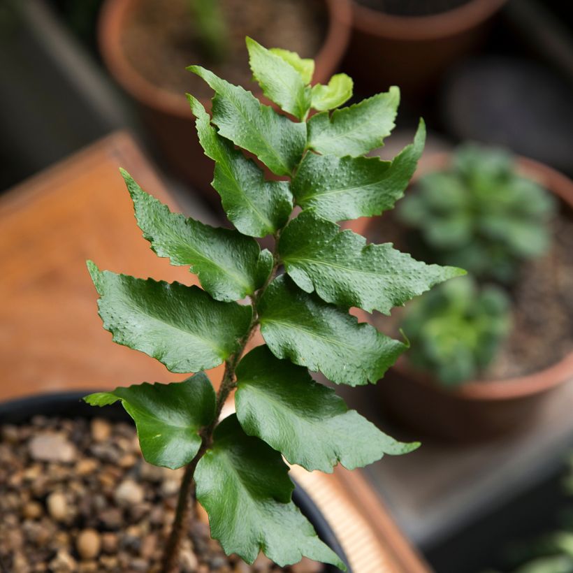 Cyrtomium falcatum - Felce falcata (Fogliame)