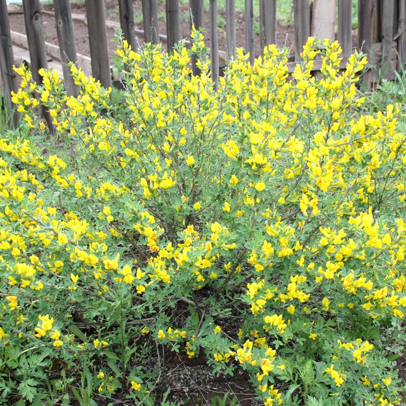 Cytisus decumbens (Porto)
