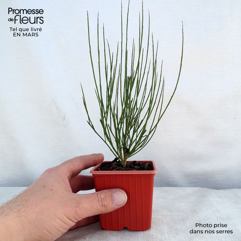 Example of Cytisus procumbens Zeelandia Vasetto da 8/9 cm as you get in printemps