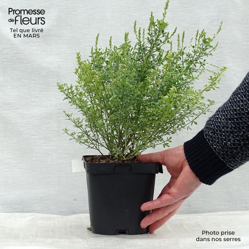 Cytisus spachiana Phebus - Ginestra Vaso da 2L/3L esemplare consegnato in primavera