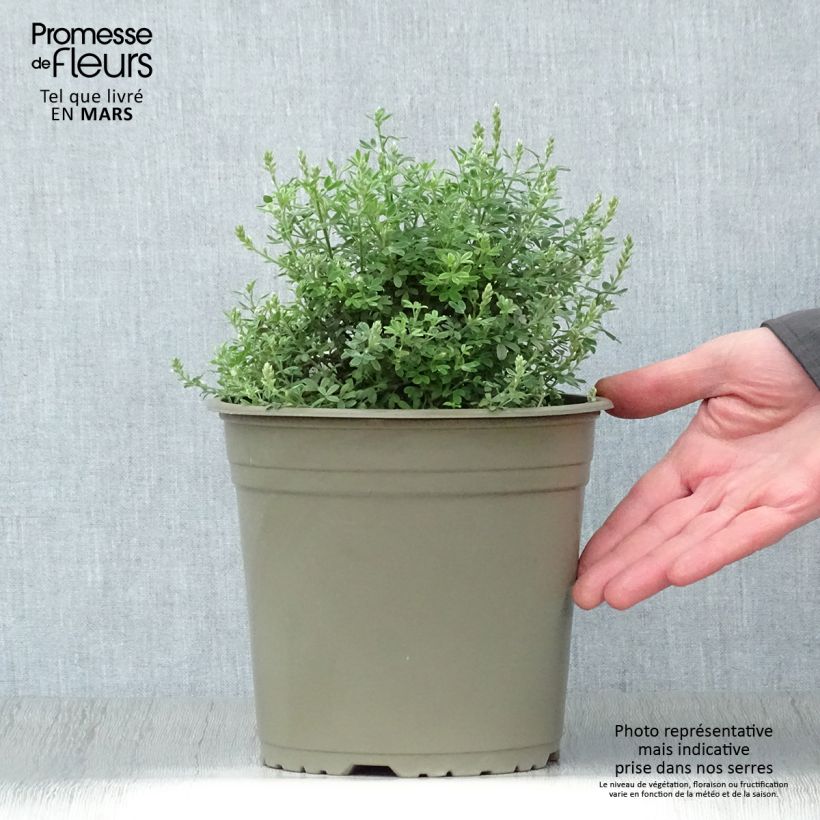 Cytisus spachiana Phebus - Ginestra Vaso da 4L/5L esemplare consegnato in primavera