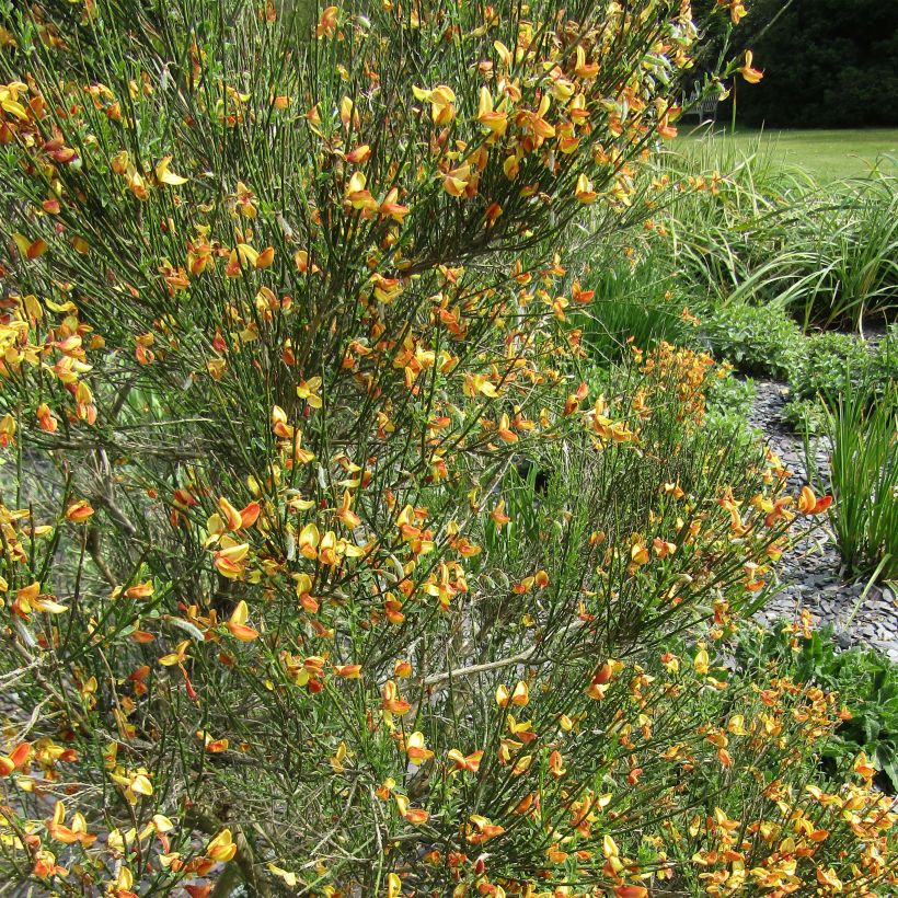 Cytisus scoparius Apricot Gem - Ginestra dei carbonai (Flowering)
