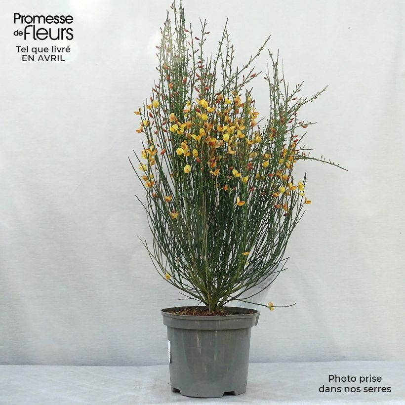 Example of Cytisus scoparius Apricot Gem - Ginestra dei carbonai Vaso da 2L/3L as you get in printemps