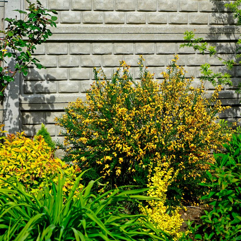 Cytisus scoparius Apricot Gem - Ginestra dei carbonai (Plant habit)