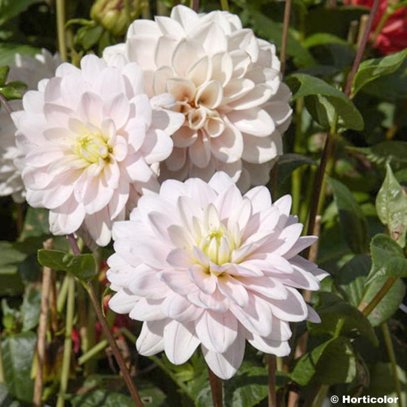 Dalia decorativa Naples (Fioritura)