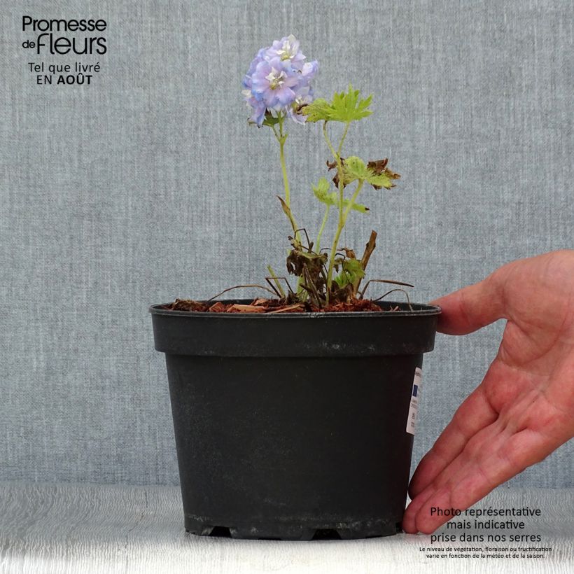 Esemplare di Delphinium Pacific-hybrid Summer Skies - Speronella Vaso da 2L/3L consegnato in estate