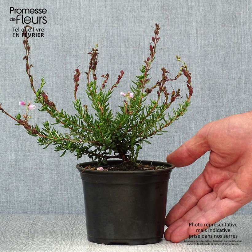 Esemplare di Daboecia cantabrica Waley's Red Vaso da Ø 10 cm/11 cm come consegnato in autunno