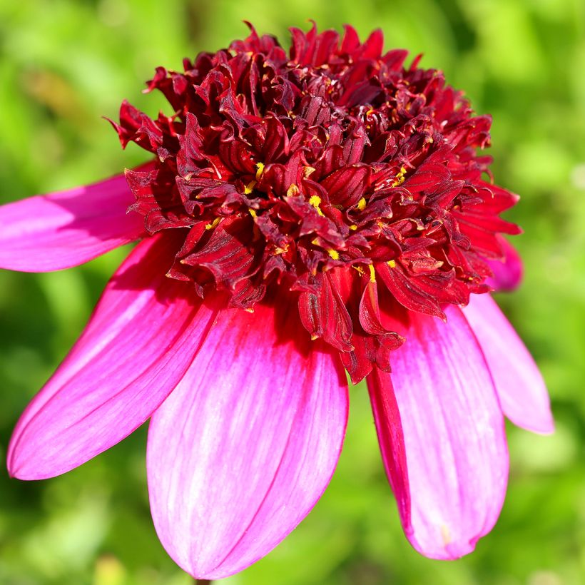 Dalia a fior d'anemone Poodle Skirt (Fioritura)