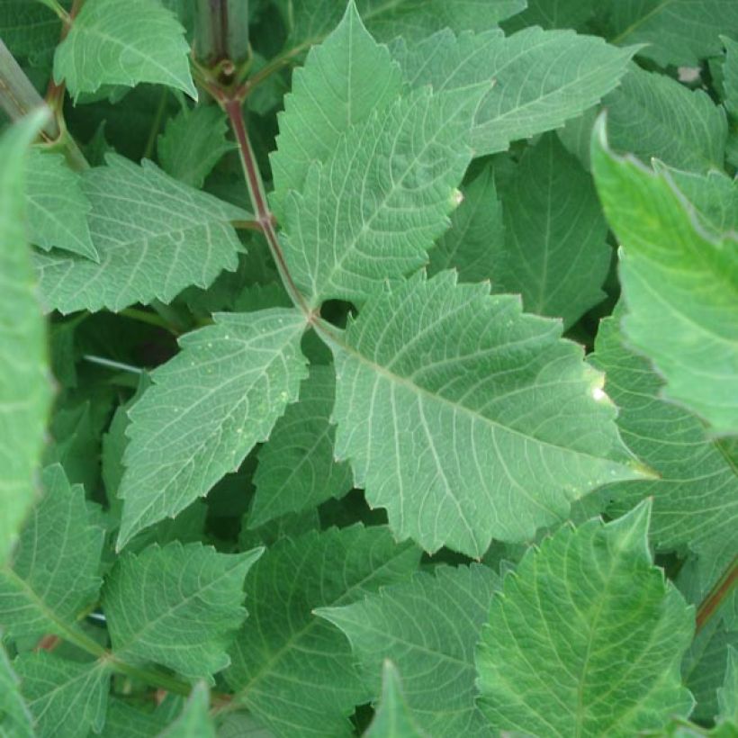 Dalia decorativa Anne Cornelia (Fogliame)