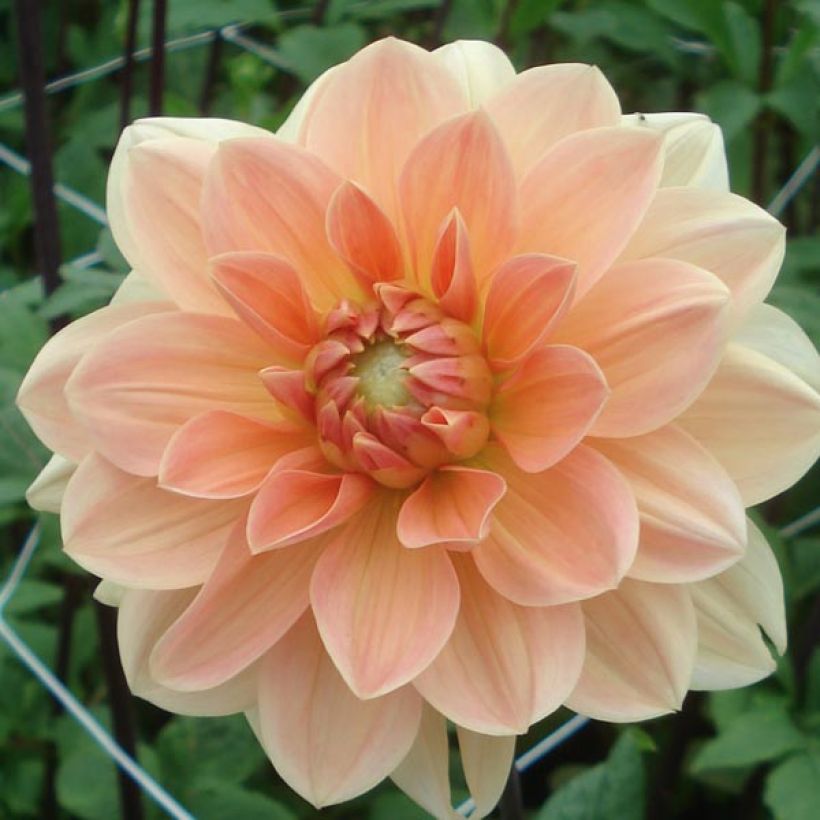 Dalia Apricot Desire (Fioritura)