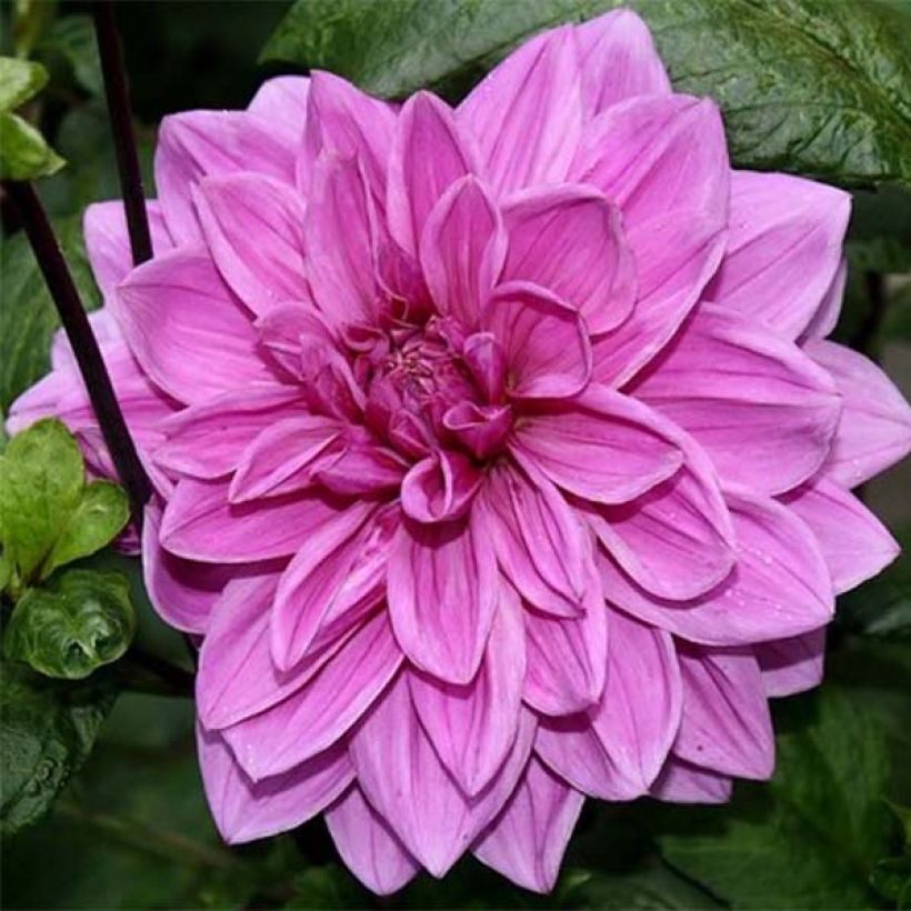 Dalia decorativa Babylon Rose (Fioritura)