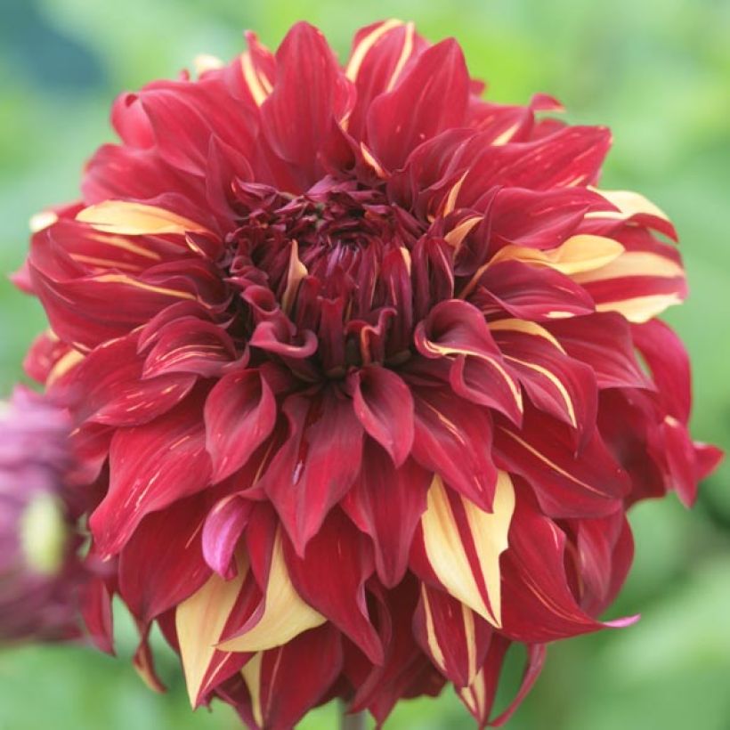 Dalia decorativa Bohemian Spartacus (Flowering)