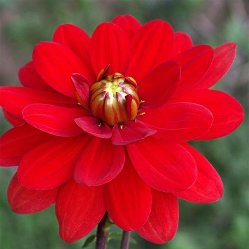 Dalia Contessa (Flowering)