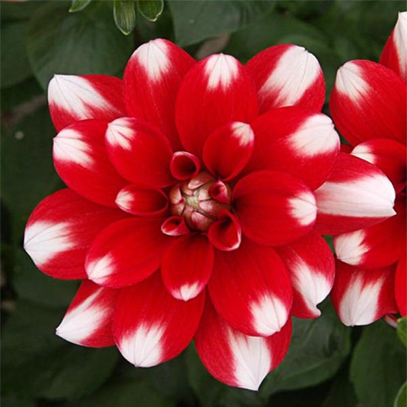 Dalia decorativa Nagano (Flowering)