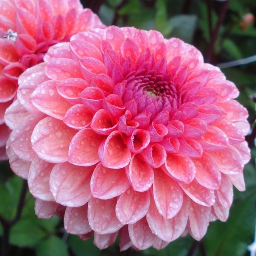 Dalia decorativa Daisy Duke (Flowering)