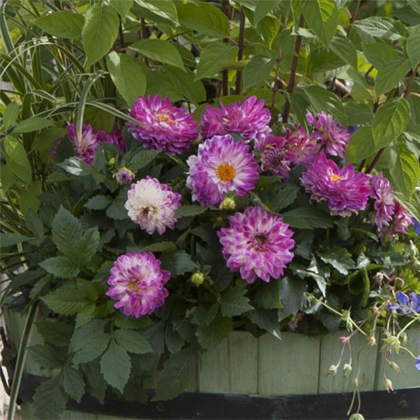 Dalia nana Dalina Maxi Bonita (Plant habit)