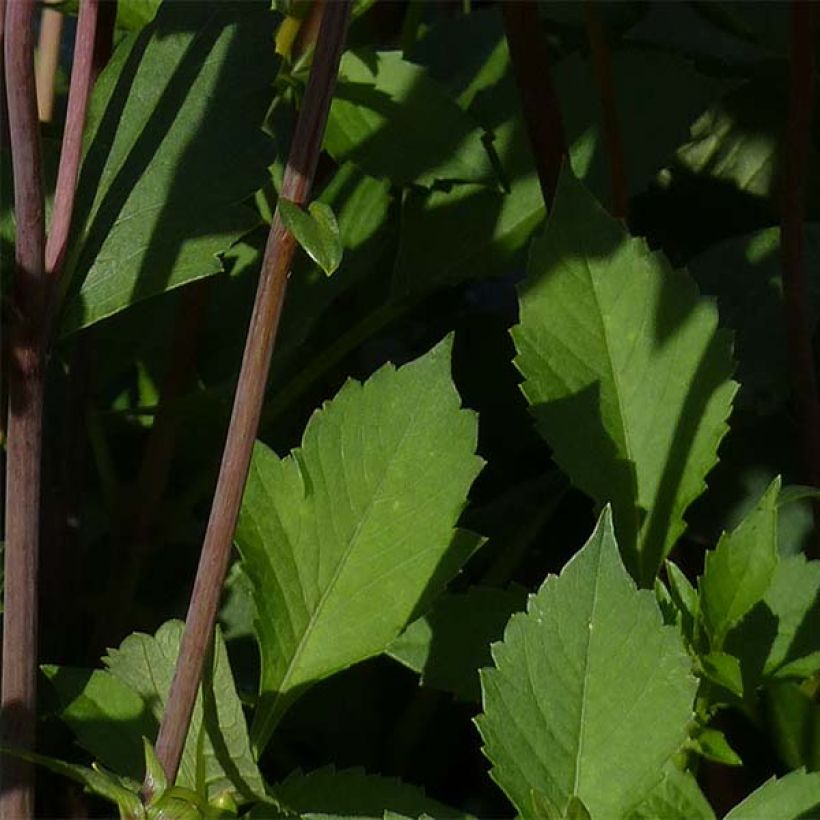 Dalia decorativa Babylon Bronze (Fogliame)