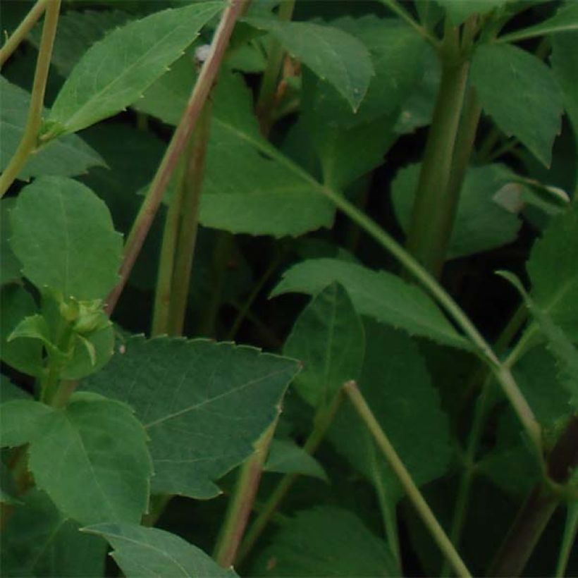 Dalia decorativa Sunset Tropical (Fogliame)