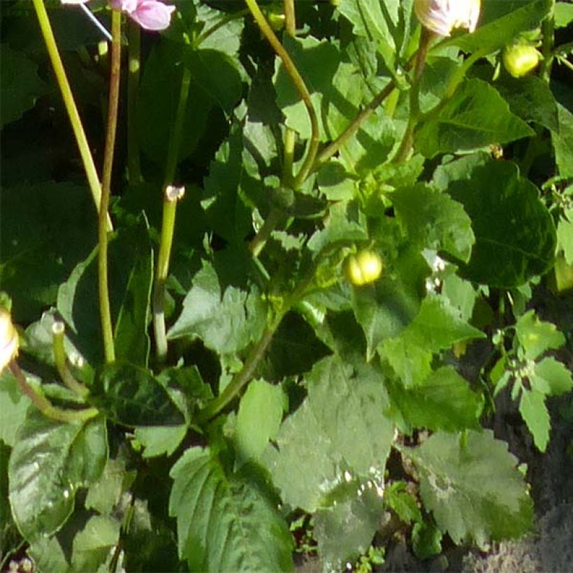 Dalia decorativa Sweet Tiamo (Foliage)