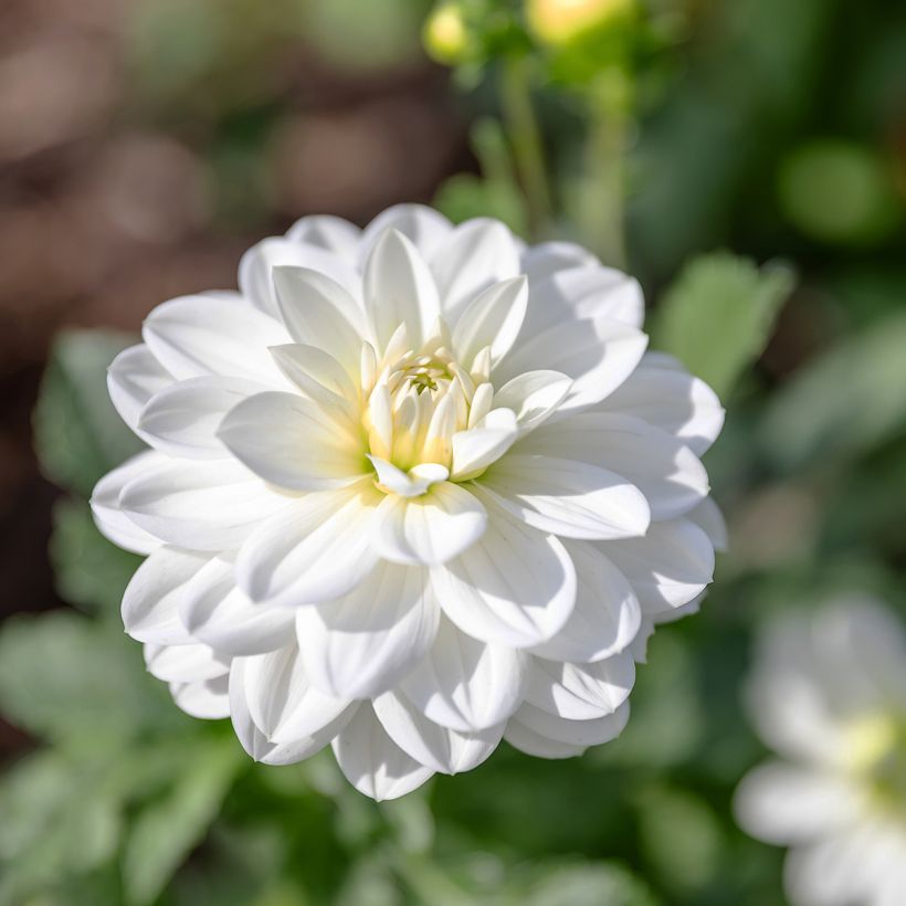 Dalia decorativa White Onesta (Flowering)