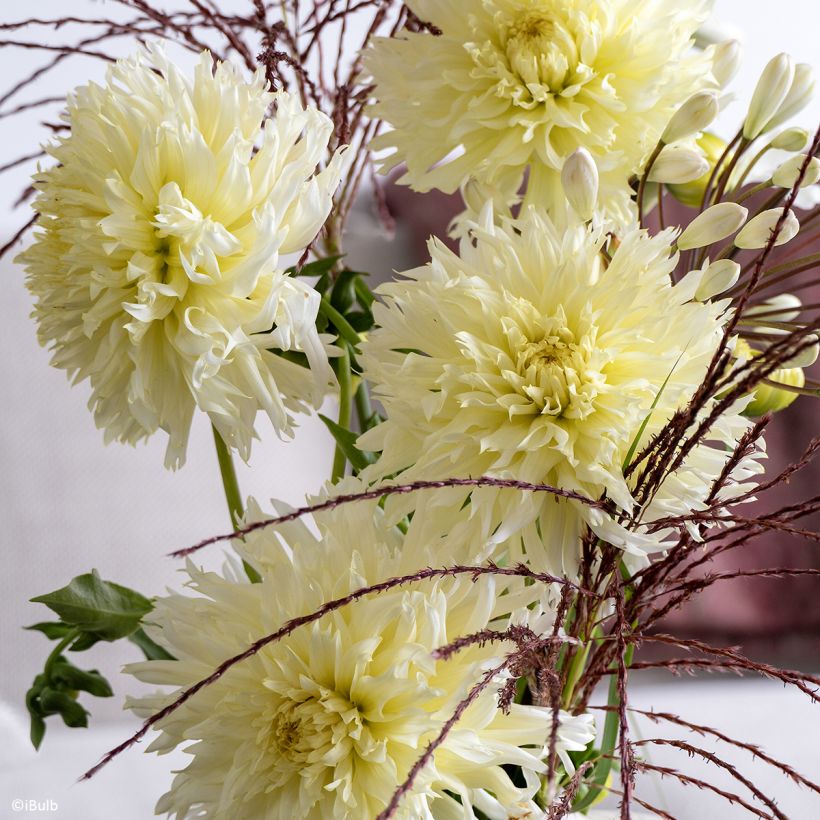 Dalia fimbriata Promise (Fioritura)