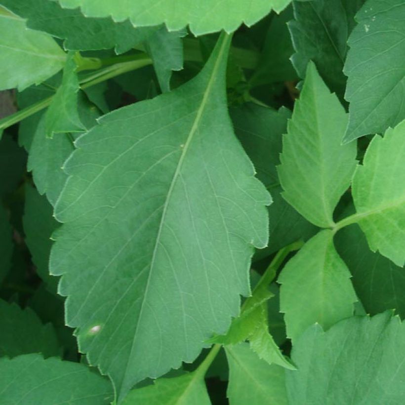 Dalia Glory of Heemstede (Foliage)