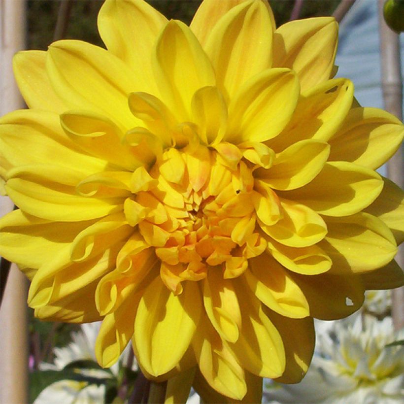 Dalia decorativa Golden Emblem (Flowering)