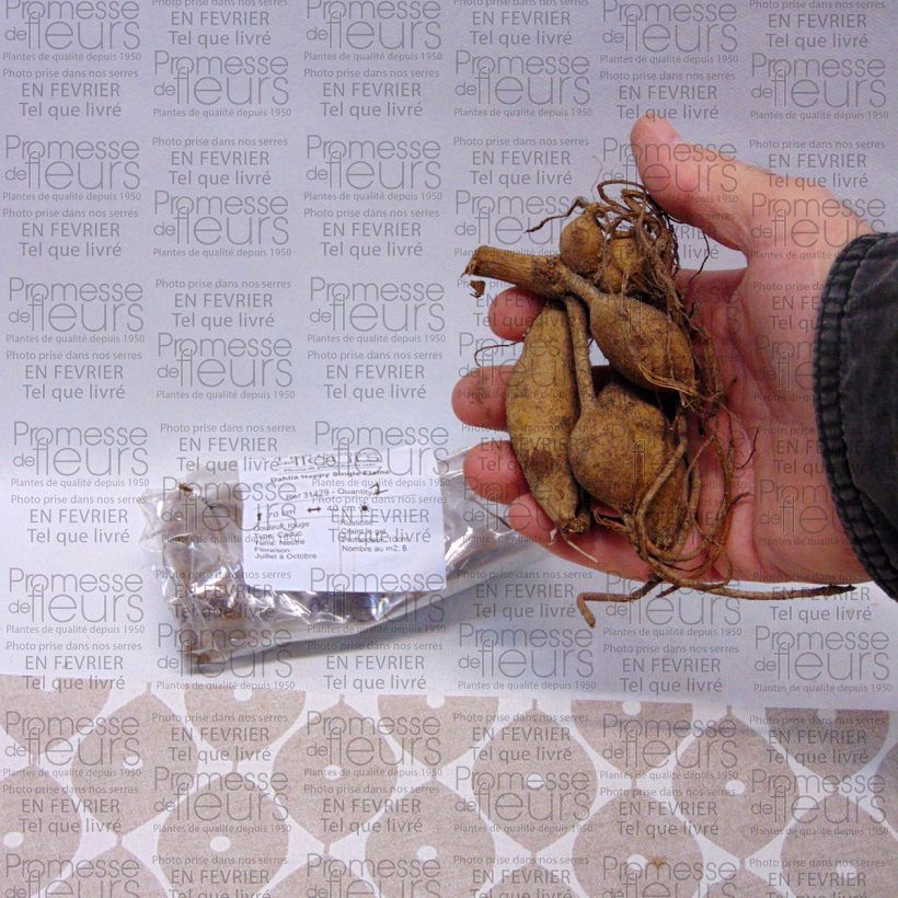 Example of Dalia a fiore singolo Happy Single Flame Bulbo taglia I as you get