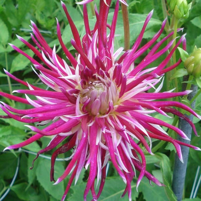 Dalia cactus Hollyhill Spider Woman (Flowering)
