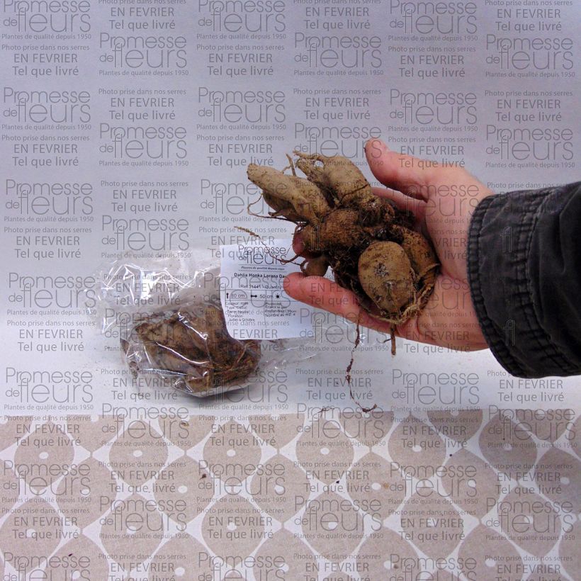 Esempio di esemplare Dalia Honka Lorana Dawn Bulbo come consegnato