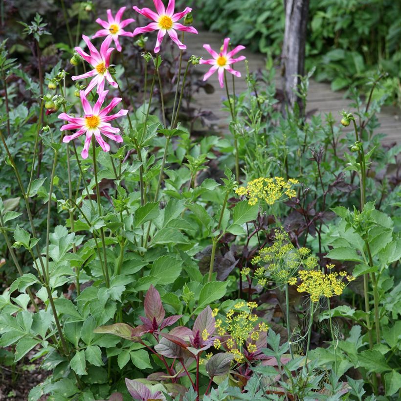 Dalia Honka Pink (Plant habit)