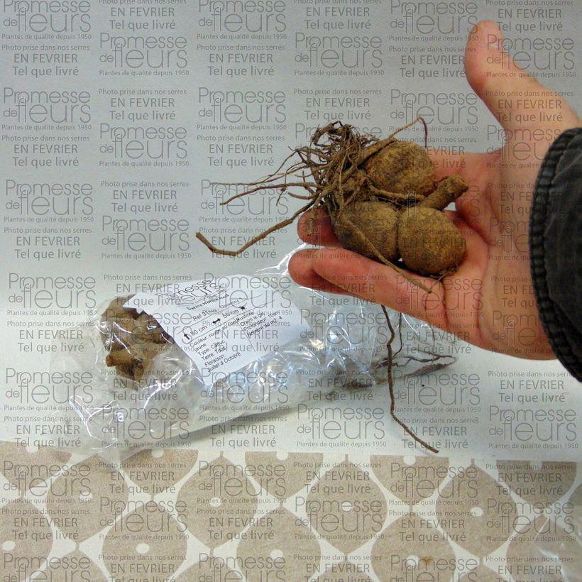 Example of Dalia Honka Red Bulbo taglia I as you get