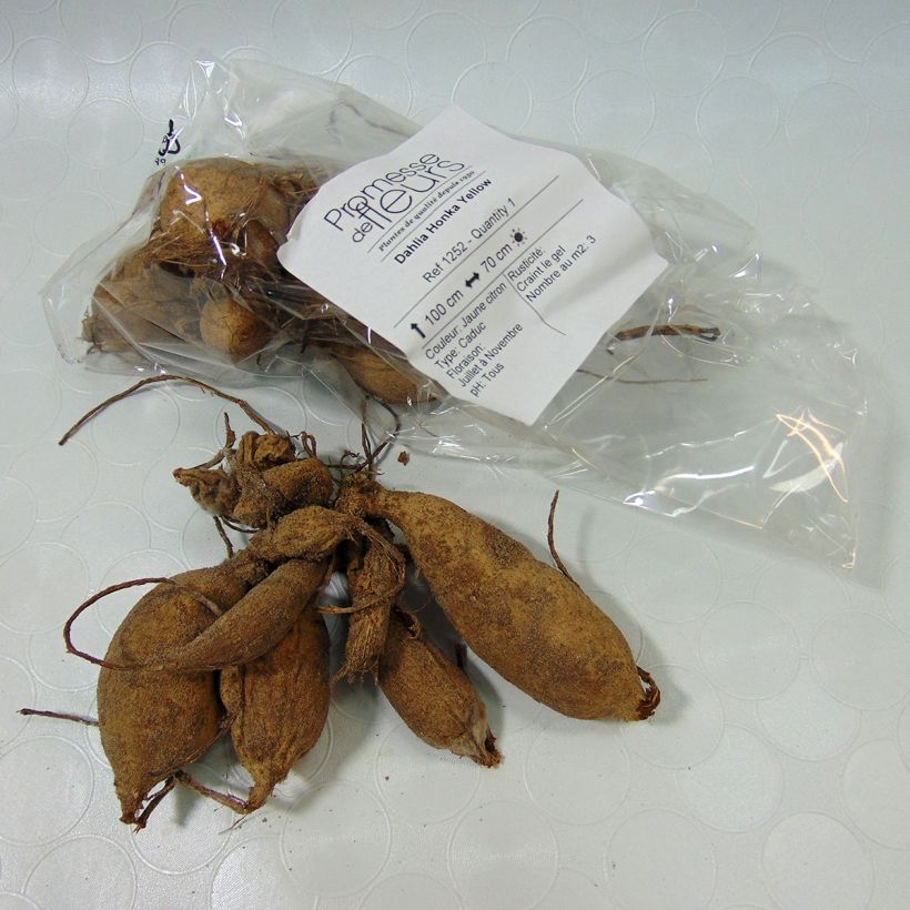 Example of Dalia Honka Yellow Bulbo taglia I as you get