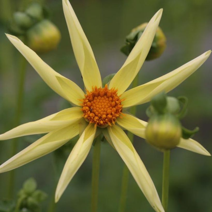Dalia Honka Yellow (Flowering)