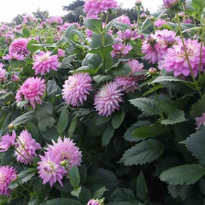 Dalia decorativa Karma Amanda (Flowering)