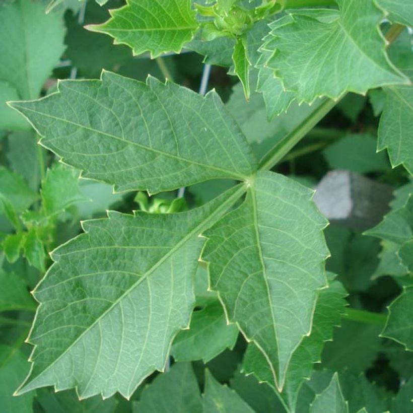 Dalia cactus Match (Fogliame)