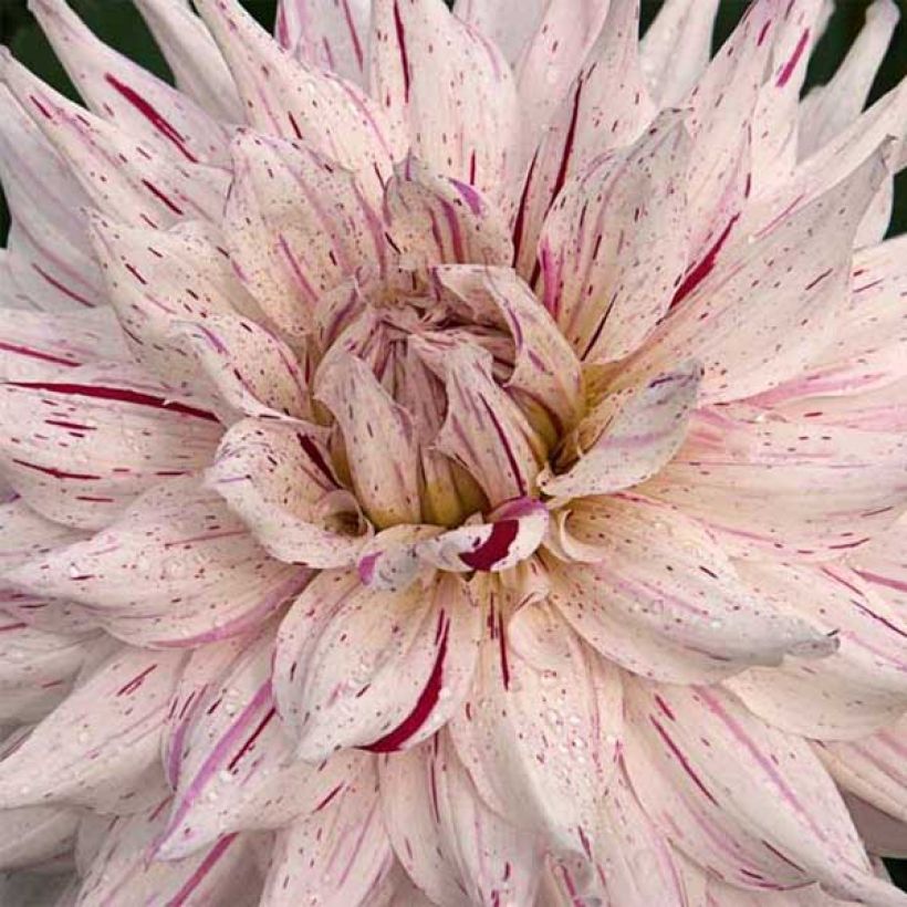 Dalia cactus Mick's Peppermint (Flowering)