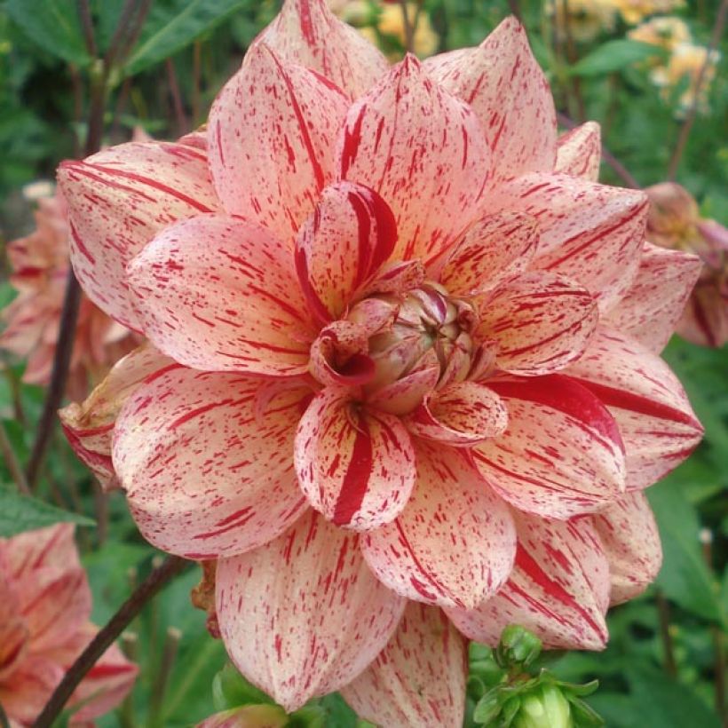 Dalia Nonette (Fioritura)