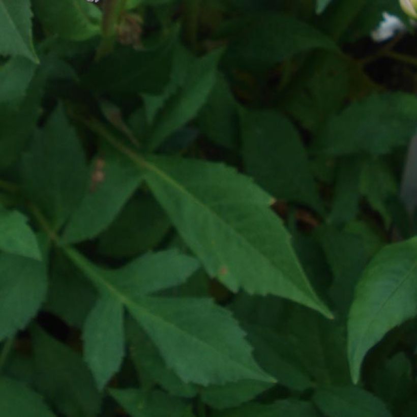 Dalia Offshore Dream (Foliage)